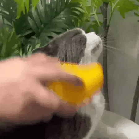 Perie cu Aburi pentru Animale 3 in 1 – Ofertele Zilei